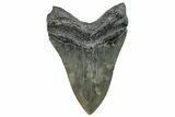 Serrated, Fossil Megalodon Tooth - South Carolina #288217-1